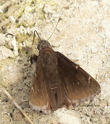 Northern Cloudywing - Thorybes pylades  MY10 #4201