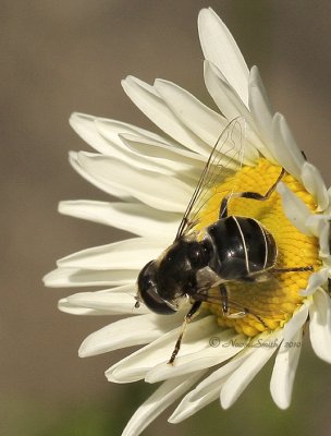 Eristalis dimidiata MY10 #4571