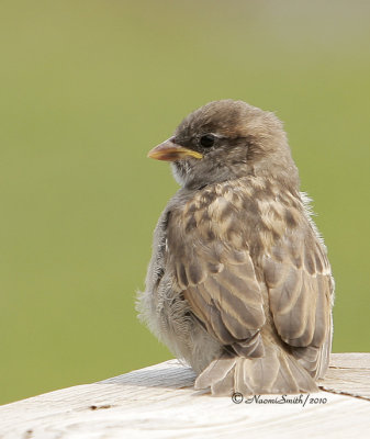 Fledgling Sparrow MY10 #0861