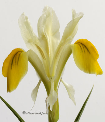 Iris bucharica MY10 0917