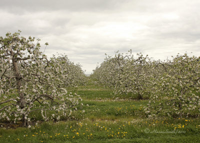 Apple Orchard -Grafton MY10 #1161