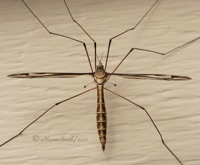 Crane Fly MY10 #0262