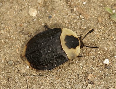 American Carrion Beetle MY10 #2437