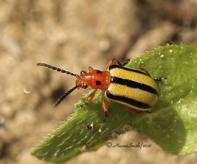 Disonycha alternata MY10 #4054