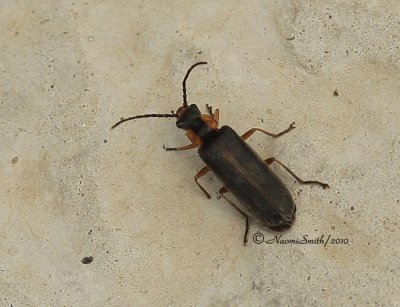 Rhagonycha recta MY10 #3681