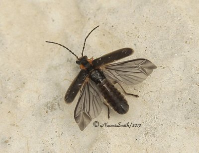 Rhagonycha recta MY10 #3676