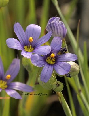 Blue-eyed Grass - Sisyrinchium augustifolium  MY10 #4070