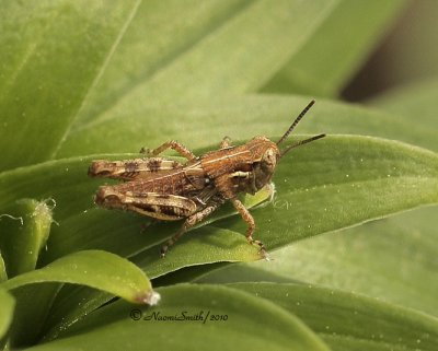 Melanoplus sp. MY10 #4059