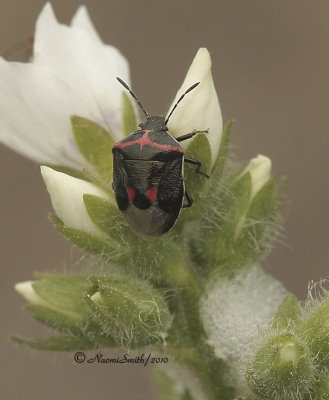 Twice-stabbed - Cosmopepla lintneriana   MY10 #3775