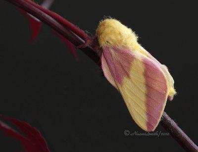 Rosy Maple Moth MY10 #3372