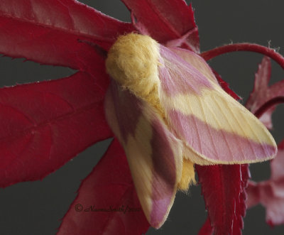 Rosy Maple Moth MY10 #3384