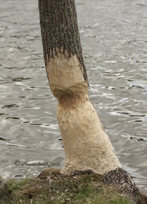 Busy Beavers MY10 #0691