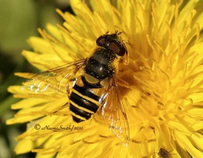 Eristalis transversa MY10 #8056