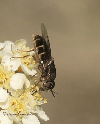 Odontomyia sp. MY10 #1490