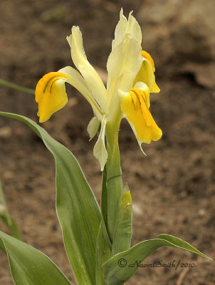 Iris bucharica MY10 #0368