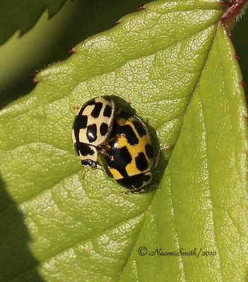 Fourteen Spotted Lady Beetle MY10 #1770