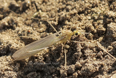 Crane Fly MY10 #1950