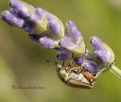 Rose Chafer - Macrodactylus subspinosus JN10 #5750
