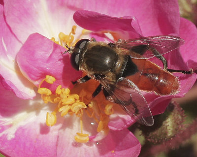 Xylota - Syrphid JN10 #5968