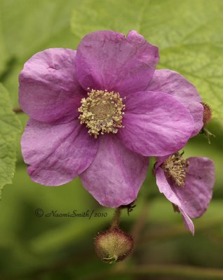 Purple Flowering Raspberry JN10 #6805
