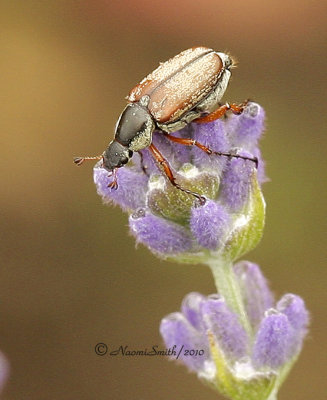 Rose Chafer - Macrodactylus subspinosus JN10 #6400