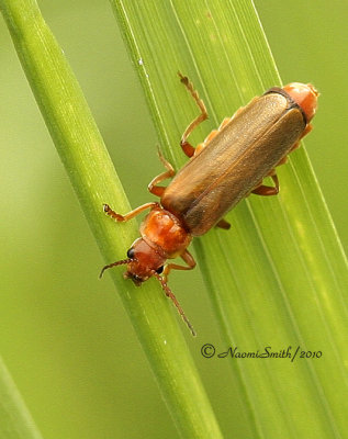 Cantharis rufa JN10 #6709
