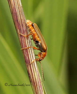 Cantharis rufa JN10 #6733