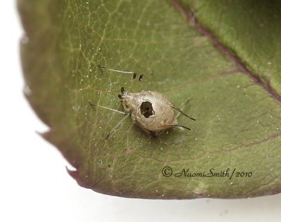 Aphid JN10 #7033