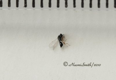 Aphid Wasp JN10 #7021