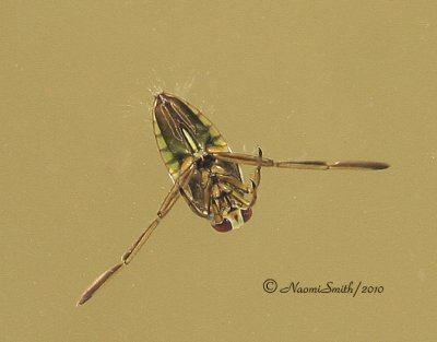 Water Boatman - Corixa spp.  JN10 #8660