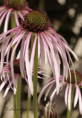 Echinacea pallida JN10 #8591