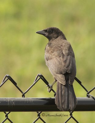 Grackle - Quiscalus quiscula Imm.  JN10 #7702