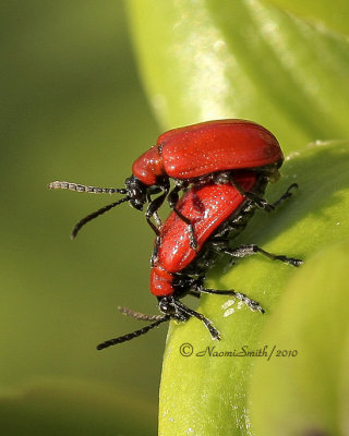 Lily leaf Beetle JN10 #7389