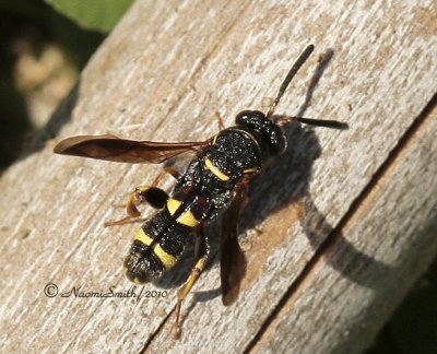 Leucospis affinis JN10 #8317