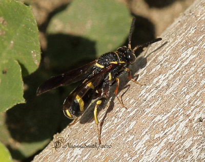 Leucospis affinis JN10 #8329