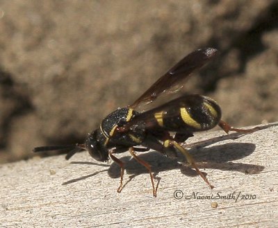 Leucospis affinis JN10 #8364