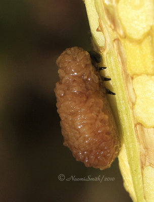 Lily Leaf Beetle larvae JN10 #8230