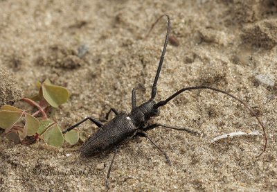 Monochamus scutellatus #JL10 #9987