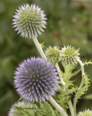 Echinops ritro JL10 #2336