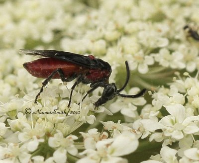 Arge humeralis JL10 #2903