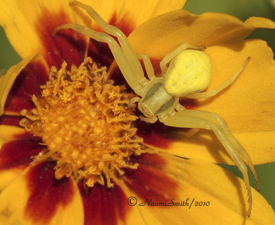 Misumena vatia  JL10 #0668