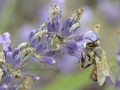 Honey Bee-Apis mellifera on Lavender JL10 #1297