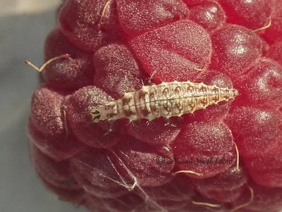 Lacewing Larvae on raspberry JL10 #1620
