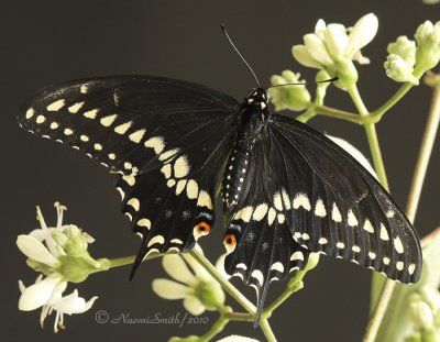 Eastern Black Swallowtail S10 #8034