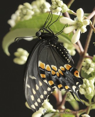 Eastern Black Swallowtail S10 #8014