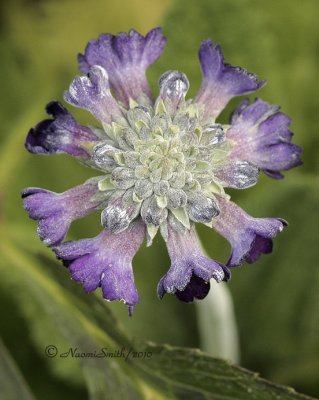Primula capita ssp. mooreana  JL10 #2097