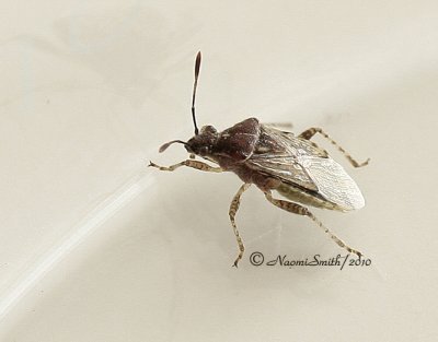Rhopalidae ssp. AU10 #5930