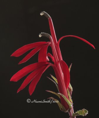 Cardinal Flower -  Lobelia cardinalis  AU10 #5596