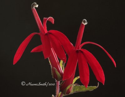 Cardinal Flower -  Lobelia cardinalis  AU10 #5591