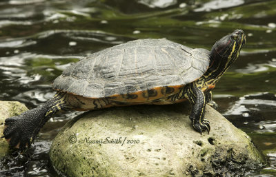 Red-eared Turtle S10 #0580